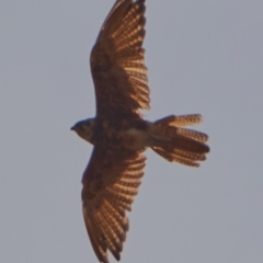Falco berigora (Brown Falcon) at Sutton, NSW - 23 Feb 2020 by geoff.bull