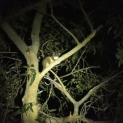 Pseudocheirus peregrinus (Common Ringtail Possum) at Penrose - 23 Feb 2020 by Aussiegall