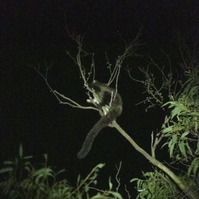 Petauroides volans (Greater Glider) at Wingecarribee Local Government Area - 23 Feb 2020 by Aussiegall