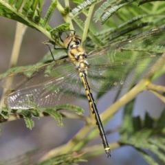 Hemicordulia tau (Tau Emerald) at ANBG - 21 Feb 2020 by TimL