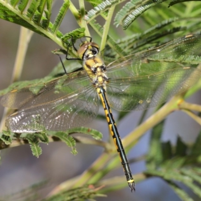 Hemicordulia tau (Tau Emerald) at Hackett, ACT - 21 Feb 2020 by TimL