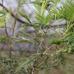 Hemicordulia tau at Hackett, ACT - 22 Feb 2020