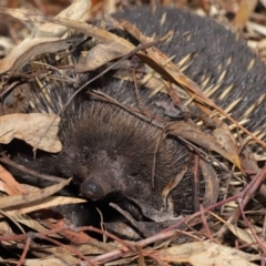 Tachyglossus aculeatus (Short-beaked Echidna) at Acton, ACT - 22 Feb 2020 by TimL