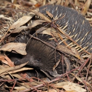 Tachyglossus aculeatus at Acton, ACT - 22 Feb 2020