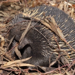 Tachyglossus aculeatus at Acton, ACT - 22 Feb 2020