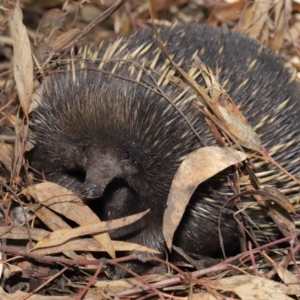 Tachyglossus aculeatus at Acton, ACT - 22 Feb 2020