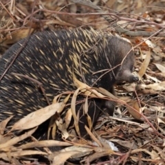 Tachyglossus aculeatus at Acton, ACT - 22 Feb 2020 10:58 AM