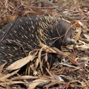 Tachyglossus aculeatus at Acton, ACT - 22 Feb 2020