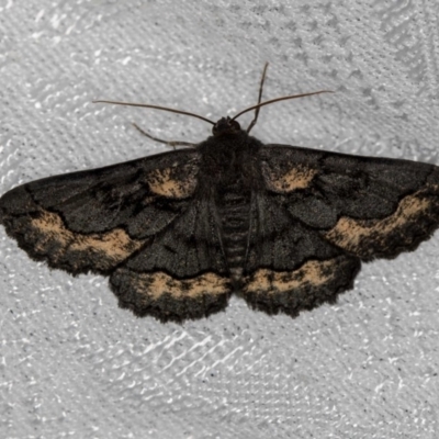 Melanodes anthracitaria (Black Geometrid) at Melba, ACT - 30 Dec 2017 by Bron