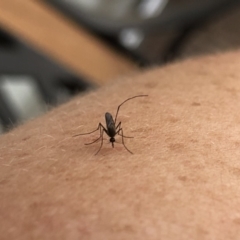 Culicidae (family) at Aranda, ACT - 23 Feb 2020