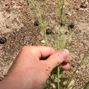 Eragrostis trachycarpa at Aranda, ACT - 22 Feb 2020 12:25 PM