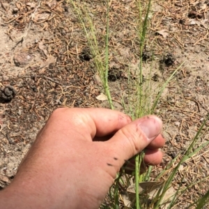 Eragrostis trachycarpa at Aranda, ACT - 22 Feb 2020