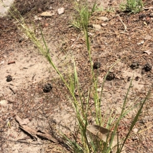 Eragrostis trachycarpa at Aranda, ACT - 22 Feb 2020
