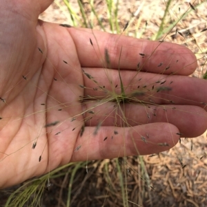 Eragrostis trachycarpa at Aranda, ACT - 22 Feb 2020 12:25 PM