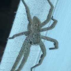 Sparassidae sp. (family) (A Huntsman Spider) at Aranda, ACT - 22 Feb 2020 by Jubeyjubes