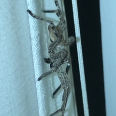 Sparassidae (family) at Aranda, ACT - 22 Feb 2020