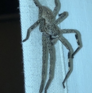 Sparassidae (family) at Aranda, ACT - 22 Feb 2020 09:16 PM