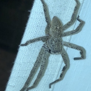 Sparassidae (family) at Aranda, ACT - 22 Feb 2020 09:16 PM