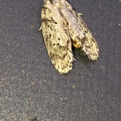 Philobota philostaura at Aranda, ACT - 21 Feb 2020