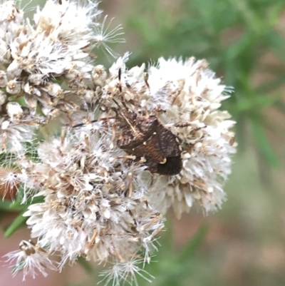 Oncocoris sp. (genus) (A stink bug) at Uriarra, NSW - 22 Feb 2020 by Jubeyjubes