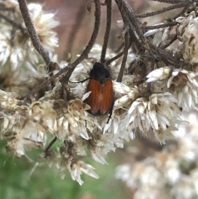 Phyllotocus sp. (genus) (Nectar scarab) at Uriarra, NSW - 22 Feb 2020 by Jubeyjubes