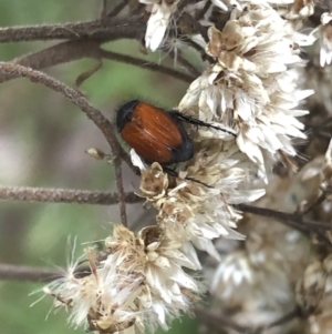 Phyllotocus sp. (genus) at Uriarra, NSW - 22 Feb 2020