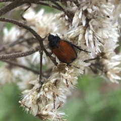 Phyllotocus sp. (genus) at Uriarra, NSW - 22 Feb 2020