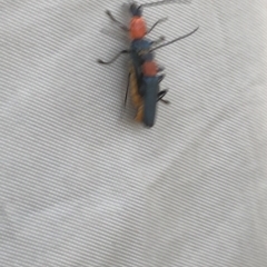 Chauliognathus tricolor (Tricolor soldier beetle) at Brindabella National Park - 22 Feb 2020 by Jubeyjubes