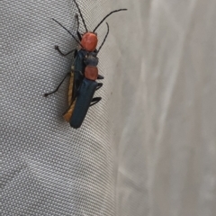 Chauliognathus tricolor at Uriarra, NSW - 22 Feb 2020