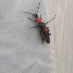 Chauliognathus tricolor at Uriarra, NSW - 22 Feb 2020