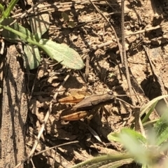 Phaulacridium vittatum (Wingless Grasshopper) at Cotter River, ACT - 22 Feb 2020 by Jubeyjubes