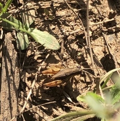 Phaulacridium vittatum (Wingless Grasshopper) at Cotter River, ACT - 22 Feb 2020 by Jubeyjubes