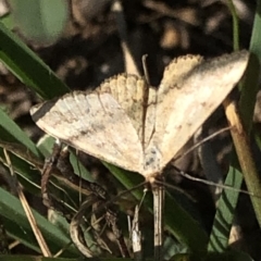 Scopula rubraria (Reddish Wave, Plantain Moth) at Lower Cotter Catchment - 22 Feb 2020 by Jubeyjubes