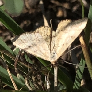 Scopula rubraria at Cotter River, ACT - 22 Feb 2020