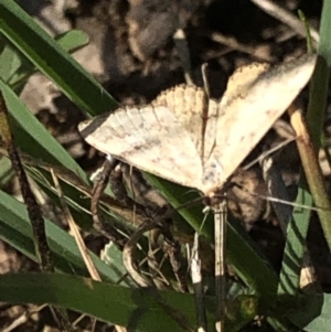 Scopula rubraria at Cotter River, ACT - 22 Feb 2020 05:20 PM