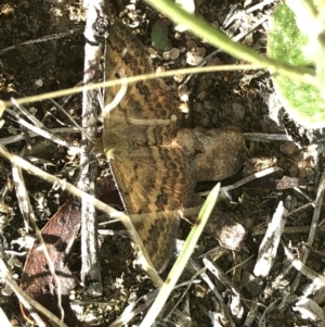 Scopula rubraria at Cotter River, ACT - 22 Feb 2020 05:24 PM