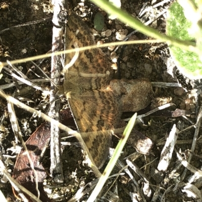 Scopula rubraria (Reddish Wave, Plantain Moth) at Lower Cotter Catchment - 22 Feb 2020 by Jubeyjubes