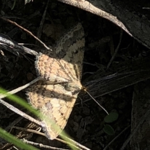 Scopula rubraria at Cotter River, ACT - 22 Feb 2020 05:24 PM