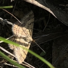 Scopula rubraria at Cotter River, ACT - 22 Feb 2020 05:24 PM