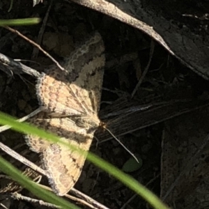 Scopula rubraria at Cotter River, ACT - 22 Feb 2020