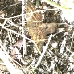 Scopula rubraria at Cotter River, ACT - 22 Feb 2020