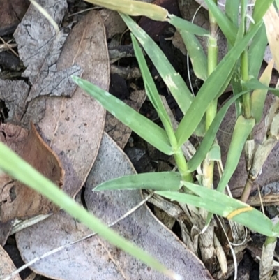 Cynodon dactylon (Couch Grass) at Aranda, ACT - 21 Feb 2020 by Jubeyjubes