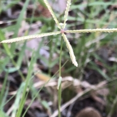 Cynodon dactylon at Aranda, ACT - 21 Feb 2020