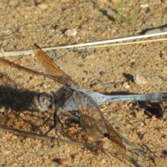 Orthetrum caledonicum (Blue Skimmer) at Bullen Range - 19 Feb 2020 by michaelb