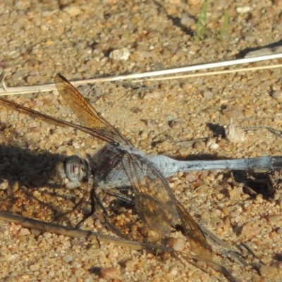 Orthetrum caledonicum (Blue Skimmer) at Tuggeranong DC, ACT - 19 Feb 2020 by michaelb