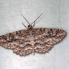 Ectropis fractaria (Ringed Bark Moth) at Melba, ACT - 2 Jan 2018 by Bron