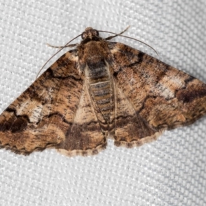 Cryphaea xylina at Melba, ACT - 4 Jan 2018 12:00 AM