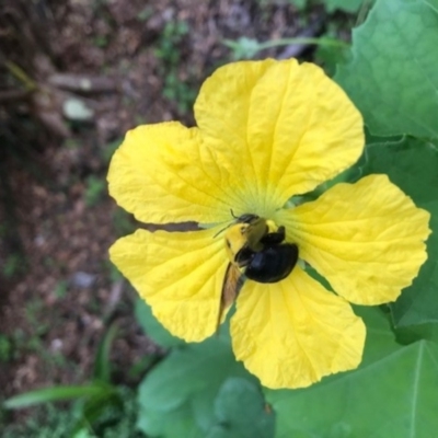 Xylocopa sp. (A Carpenter Bee) at Doonan, QLD - 24 Jan 2020 by JBudgie