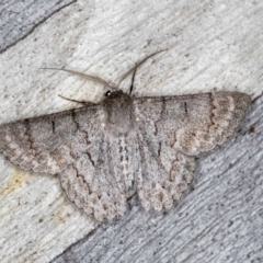 Crypsiphona ocultaria (Red-lined Looper Moth) at Hackett, ACT - 24 Jan 2018 by Bron