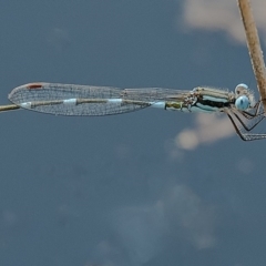 Austrolestes leda (Wandering Ringtail) at Googong, NSW - 23 Feb 2020 by WHall